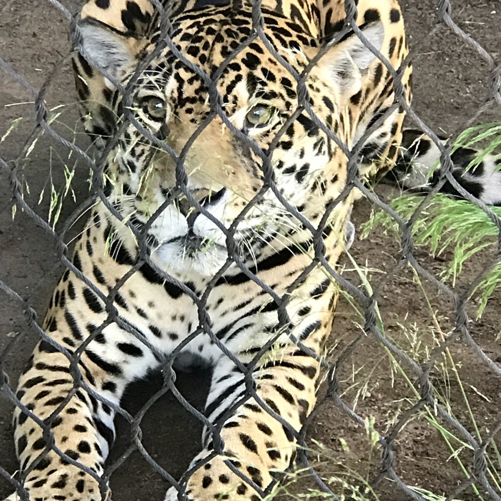 Meet your Posher, Annette